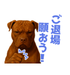 表情豊かなピットブル犬のぴーちゃん（個別スタンプ：26）