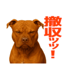 表情豊かなピットブル犬のぴーちゃん（個別スタンプ：27）