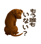 表情豊かなピットブル犬のぴーちゃん（個別スタンプ：30）