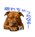 表情豊かなピットブル犬のぴーちゃん（個別スタンプ：31）