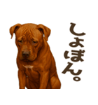 表情豊かなピットブル犬のぴーちゃん（個別スタンプ：32）