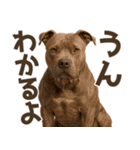 表情豊かなピットブル犬のぴーちゃん（個別スタンプ：33）