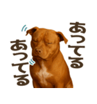 表情豊かなピットブル犬のぴーちゃん（個別スタンプ：34）