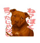 表情豊かなピットブル犬のぴーちゃん（個別スタンプ：35）