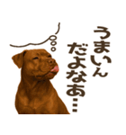 表情豊かなピットブル犬のぴーちゃん（個別スタンプ：38）