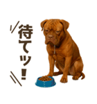 表情豊かなピットブル犬のぴーちゃん（個別スタンプ：39）