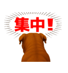 表情豊かなピットブル犬のぴーちゃん（個別スタンプ：40）