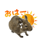 毎日つかえる♪デグーのスタンプ（個別スタンプ：1）