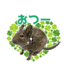 毎日つかえる♪デグーのスタンプ（個別スタンプ：3）
