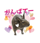 毎日つかえる♪デグーのスタンプ（個別スタンプ：4）