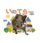 毎日つかえる♪デグーのスタンプ（個別スタンプ：5）