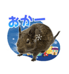 毎日つかえる♪デグーのスタンプ（個別スタンプ：6）