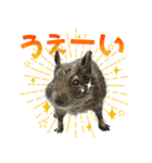 毎日つかえる♪デグーのスタンプ（個別スタンプ：7）
