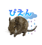 毎日つかえる♪デグーのスタンプ（個別スタンプ：11）