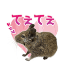 毎日つかえる♪デグーのスタンプ（個別スタンプ：12）