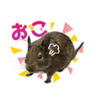 毎日つかえる♪デグーのスタンプ（個別スタンプ：15）