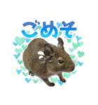 毎日つかえる♪デグーのスタンプ（個別スタンプ：16）