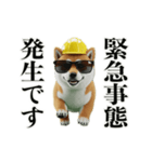 走る柴犬現場仕事☆緊急連絡用（個別スタンプ：1）