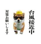 走る柴犬現場仕事☆緊急連絡用（個別スタンプ：6）