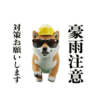 走る柴犬現場仕事☆緊急連絡用（個別スタンプ：7）