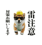 走る柴犬現場仕事☆緊急連絡用（個別スタンプ：8）