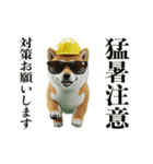 走る柴犬現場仕事☆緊急連絡用（個別スタンプ：9）