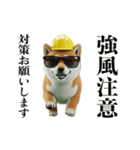 走る柴犬現場仕事☆緊急連絡用（個別スタンプ：10）