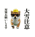 走る柴犬現場仕事☆緊急連絡用（個別スタンプ：11）