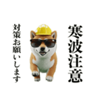走る柴犬現場仕事☆緊急連絡用（個別スタンプ：12）