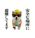 走る柴犬現場仕事☆緊急連絡用（個別スタンプ：19）