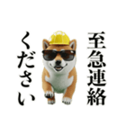 走る柴犬現場仕事☆緊急連絡用（個別スタンプ：24）