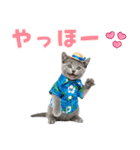 ロシアンブルー子猫の夏でか文字（個別スタンプ：2）