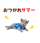 ロシアンブルー子猫の夏でか文字（個別スタンプ：4）