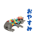 ロシアンブルー子猫の夏でか文字（個別スタンプ：5）