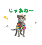 ロシアンブルー子猫の夏でか文字（個別スタンプ：6）