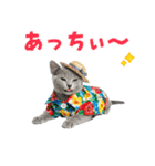 ロシアンブルー子猫の夏でか文字（個別スタンプ：10）