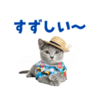 ロシアンブルー子猫の夏でか文字（個別スタンプ：12）