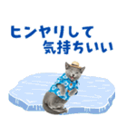 ロシアンブルー子猫の夏でか文字（個別スタンプ：13）