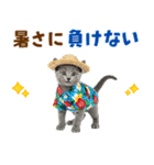 ロシアンブルー子猫の夏でか文字（個別スタンプ：15）