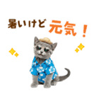 ロシアンブルー子猫の夏でか文字（個別スタンプ：17）