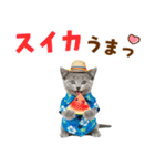 ロシアンブルー子猫の夏でか文字（個別スタンプ：18）