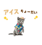 ロシアンブルー子猫の夏でか文字（個別スタンプ：20）