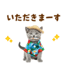 ロシアンブルー子猫の夏でか文字（個別スタンプ：22）