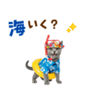 ロシアンブルー子猫の夏でか文字（個別スタンプ：26）