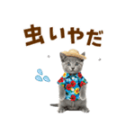 ロシアンブルー子猫の夏でか文字（個別スタンプ：28）
