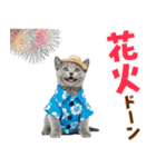 ロシアンブルー子猫の夏でか文字（個別スタンプ：29）
