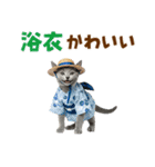 ロシアンブルー子猫の夏でか文字（個別スタンプ：31）