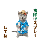 ロシアンブルー子猫の夏でか文字（個別スタンプ：32）