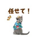 ロシアンブルー子猫の夏でか文字（個別スタンプ：34）