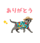 ロシアンブルー子猫の夏でか文字（個別スタンプ：35）
